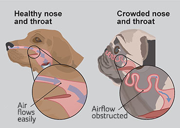 Brachycephalic Obstructive Airway Syndrome