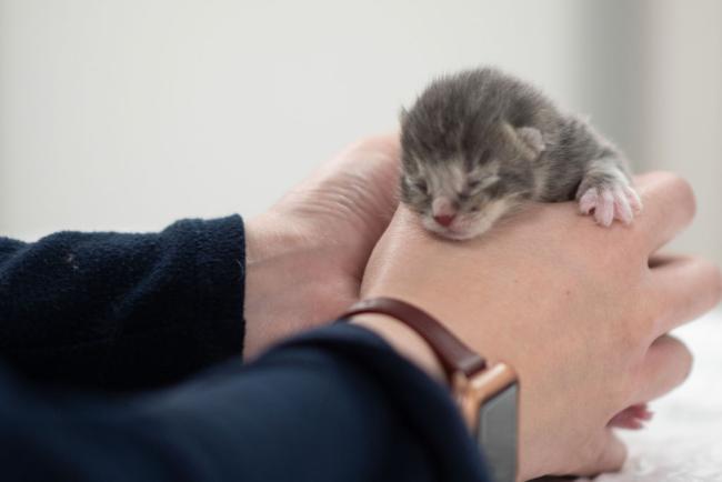 new-born-kitten-standiford