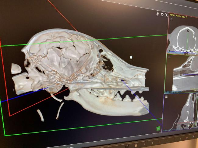 Cranial CT image 2