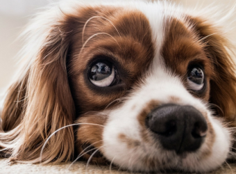 Why Dog Diagnostic Imaging May Be Needed