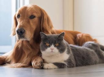 How to Easily Care For Your Diabetic Pet At Home
