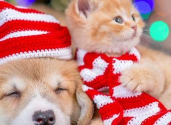 Hold Your Holly! 7 Crucial Considerations Before Putting a Pup Or Kitty Under the Tree