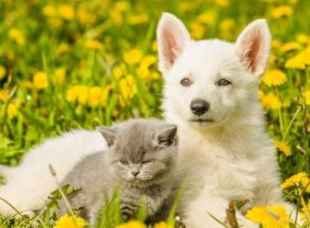 Pet Poison Prevention Week: Spring Flowers, Cleaning, and Other Toxic Items For Cats and Dogs