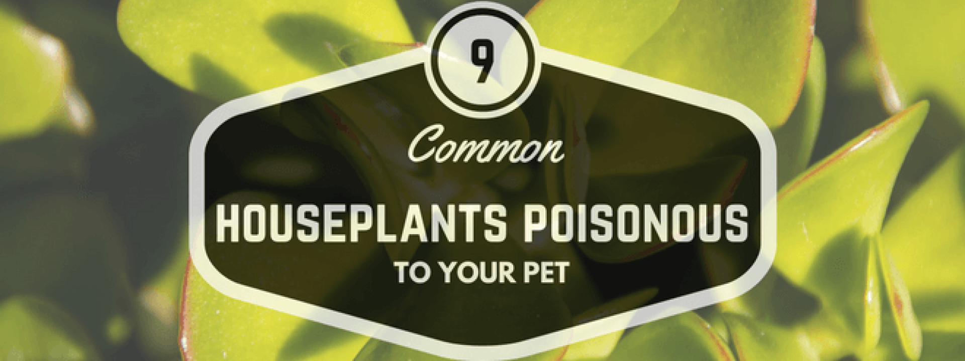 common-houseplants-poisonous-to-your-pet
