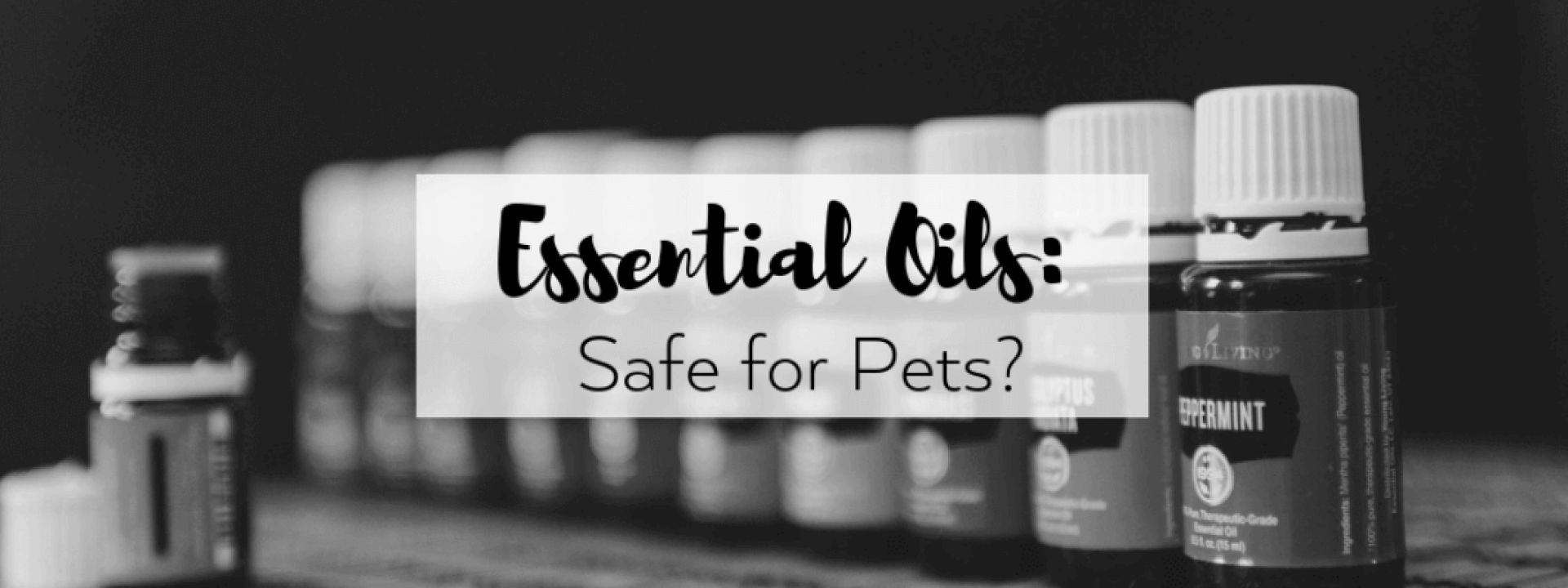 essential oils and pets