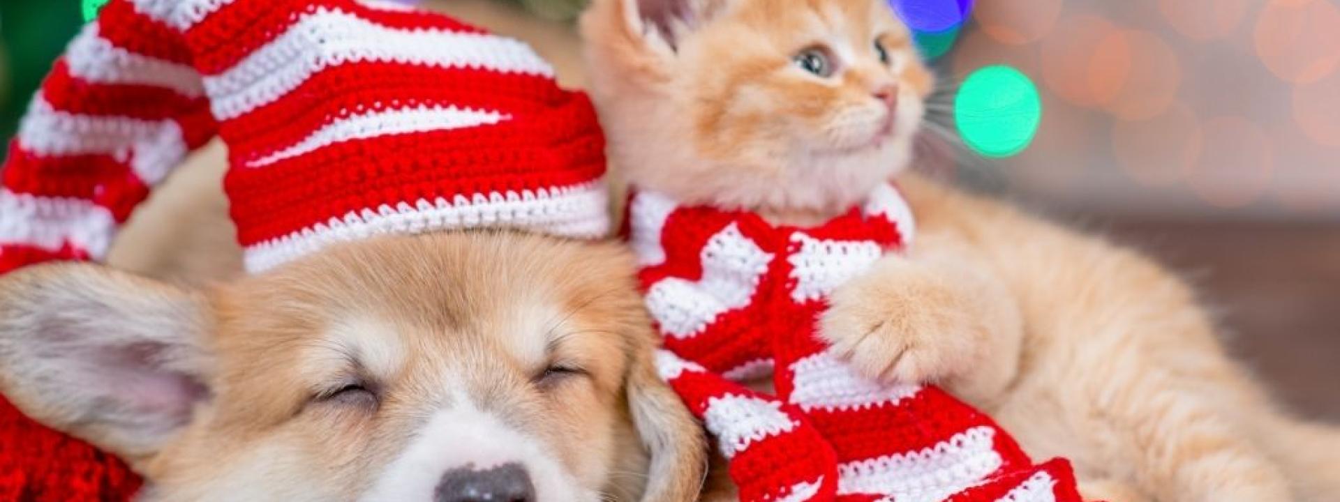 christmas-gift-kitten-puppy.jpg