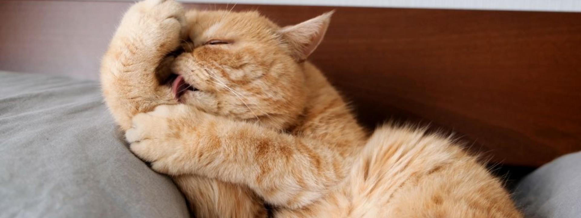 Orange cat grooming itself.